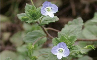 veronica persica photo